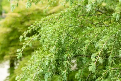 Cedrus deodara (Himalajaceder) - afbeelding 15