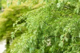 Cedrus deodara (Himalajaceder) - afbeelding 15