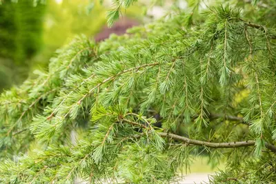 Cedrus deodara (Himalajaceder) - afbeelding 16