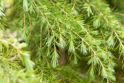 Cedrus deodara (Himalajaceder) - afbeelding 19