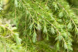 Cedrus deodara (Himalajaceder) - afbeelding 19