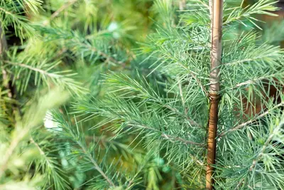 Cedrus deodara (Himalajaceder) - afbeelding 20