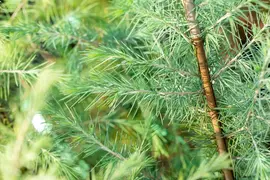 Cedrus deodara (Himalajaceder) - afbeelding 22