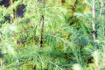 Cedrus deodara (Himalajaceder) - afbeelding 23