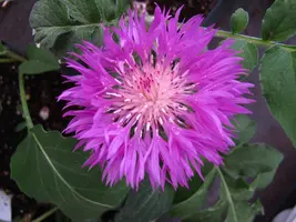 Centaurea Dealbata (Korenbloem) - afbeelding 3