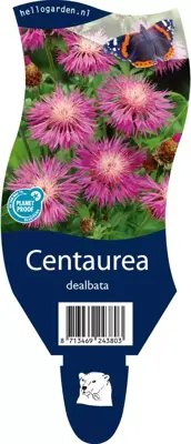 Centaurea dealbata (Korenbloem) - afbeelding 1