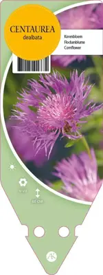 Centaurea Dealbata (Korenbloem) - afbeelding 1