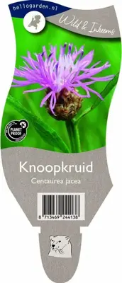 Centaurea jacea (Knoopkruid) - afbeelding 1