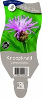 Centaurea jacea (Knoopkruid) kopen?