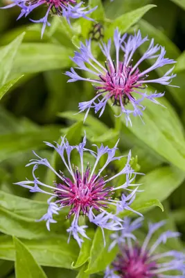 Centaurea montana (Bergcentaurie) - afbeelding 1