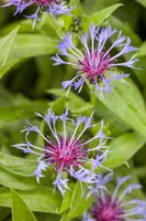 Centaurea montana (Bergcentaurie) - afbeelding 1