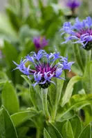 Centaurea montana (Bergcentaurie) - afbeelding 6