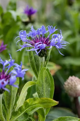 Centaurea montana (Bergcentaurie) - afbeelding 7