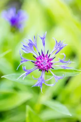 Centaurea montana (Bergcentaurie) - afbeelding 11