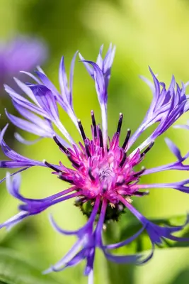Centaurea montana (Bergcentaurie) - afbeelding 13