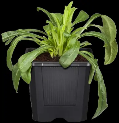 Centaurea montana (Bergcentaurie) - afbeelding 2