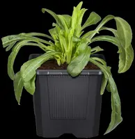 Centaurea montana (Bergcentaurie) - afbeelding 2