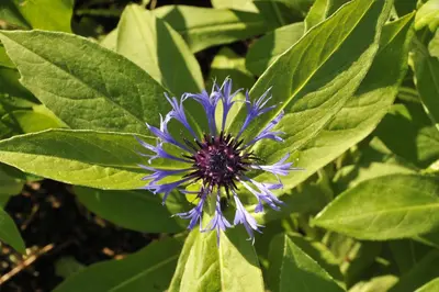 Centaurea montana (Bergcentaurie) - afbeelding 3