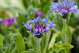 Centaurea montana (Bergcentaurie) - afbeelding 4