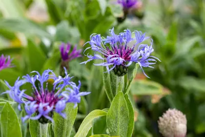 Centaurea montana (Bergcentaurie) - afbeelding 5