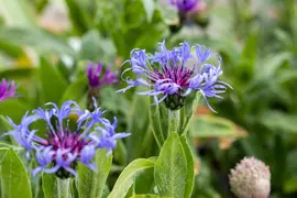 Centaurea montana (Bergcentaurie) - afbeelding 5