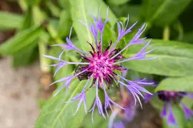 Centaurea montana (Bergcentaurie) - afbeelding 8