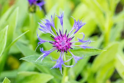 Centaurea montana (Bergcentaurie) - afbeelding 9