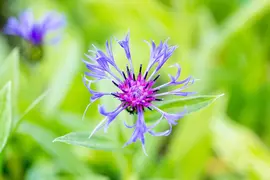 Centaurea montana (Bergcentaurie) - afbeelding 10