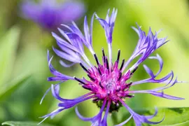 Centaurea montana (Bergcentaurie) - afbeelding 12