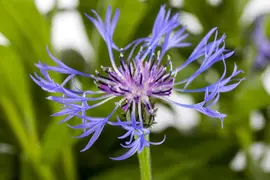 Centaurea montana 'Grandiflora' (Korenbloem) - afbeelding 2