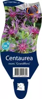 Centaurea montana 'Grandiflora' (Korenbloem) - afbeelding 1