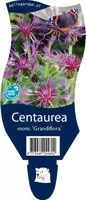 Centaurea montana 'Grandiflora' (Korenbloem) - afbeelding 1