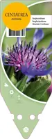 Centaurea Montana (Korenbloem) - afbeelding 1