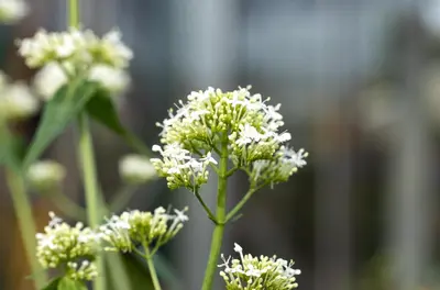 Centranthus Ruber Alba (Spoorbloem) - afbeelding 6