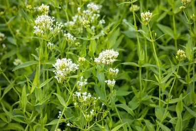 Centranthus Ruber Alba (Spoorbloem) - afbeelding 4