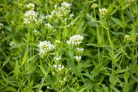 Centranthus Ruber Alba (Spoorbloem) - afbeelding 4