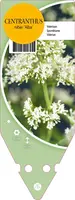 Centranthus Ruber Alba (Spoorbloem) - afbeelding 1