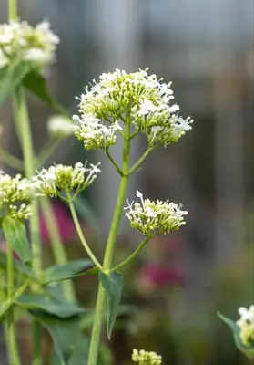 Centranthus Ruber Alba (Spoorbloem) - afbeelding 7