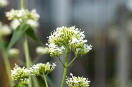 Centranthus ruber 'Albus' (Witte valeriaan, Spoorbloem) - afbeelding 5
