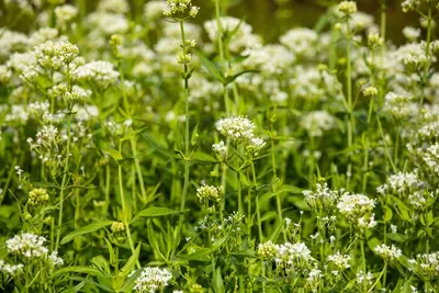 Centranthus ruber 'Albus' (Witte valeriaan, Spoorbloem) - afbeelding 2