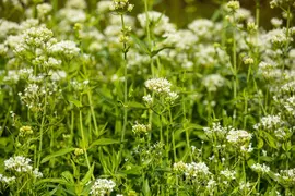 Centranthus ruber 'Albus' (Witte valeriaan, Spoorbloem) - afbeelding 2