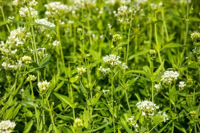 Centranthus ruber 'Albus' (Witte valeriaan, Spoorbloem) - afbeelding 4