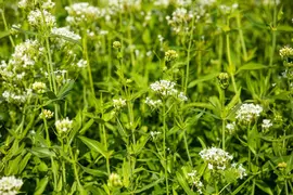 Centranthus ruber 'Albus' (Witte valeriaan, Spoorbloem) - afbeelding 4