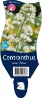 Centranthus ruber 'Albus' (Witte valeriaan, Spoorbloem) - afbeelding 1