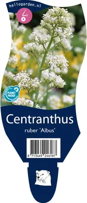 Centranthus ruber 'Albus' (Witte valeriaan, Spoorbloem) - afbeelding 1