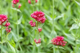 Centranthus ruber 'Coccineus' (Rode valeriaan) - afbeelding 4