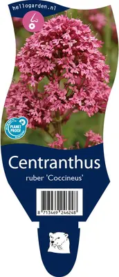 Centranthus ruber 'Coccineus' (Rode valeriaan) - afbeelding 1