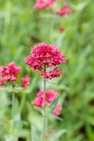 Centranthus ruber 'Coccineus' (Rode valeriaan) - afbeelding 5