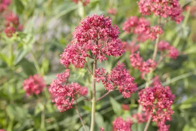 Centranthus Ruber Coccineus (Valeriaan) - afbeelding 4