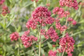 Centranthus Ruber Coccineus (Valeriaan) - afbeelding 4